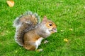 Eastern Grey Squirrel (Sciurus carolinensis) St James Park London eating a piece of apple Royalty Free Stock Photo