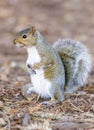 Eastern Grey Squirrel showing its white underside. Royalty Free Stock Photo