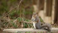 Eastern grey squirrel sits up to look at viewer Royalty Free Stock Photo