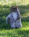 Eastern Grey Squirrel Standing on Hind Legs and Looking with Cautious Royalty Free Stock Photo