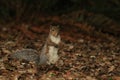 An Eastern Grey Squirrel standing upright in fallen leaves on the ground Royalty Free Stock Photo