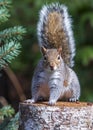 Eastern Grey Squirrel on Tree Stump Royalty Free Stock Photo