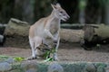 An Eastern hare wallaby mother is looking for food while holding her baby in a pouch on her belly. Royalty Free Stock Photo