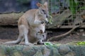 An Eastern hare wallaby mother is looking for food while holding her baby in a pouch on her belly. Royalty Free Stock Photo