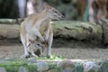 An Eastern hare wallaby mother is looking for food while holding her baby in a pouch on her belly. Royalty Free Stock Photo