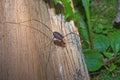 Eastern Harvestman Leiobunum vittatum Royalty Free Stock Photo