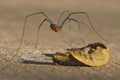 Eastern harvestman spider Royalty Free Stock Photo