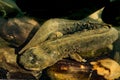 Eastern Hellbender Royalty Free Stock Photo