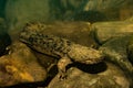 Eastern Hellbender Royalty Free Stock Photo