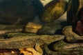 Eastern Hellbender Royalty Free Stock Photo