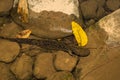 Eastern Hellbender Royalty Free Stock Photo