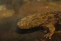 Eastern Hellbender Royalty Free Stock Photo