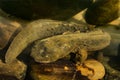 Eastern Hellbender Royalty Free Stock Photo