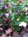 Eastern hellebore. Hellebore growing in the spring. helleborus purpurascens