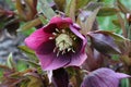 Emerald Eastern helleborus orientalis