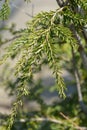 Eastern hemlock Royalty Free Stock Photo