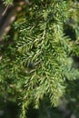 Eastern hemlock Royalty Free Stock Photo