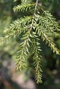 Eastern hemlock Royalty Free Stock Photo