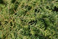 Eastern hemlock Jeddeloh Royalty Free Stock Photo