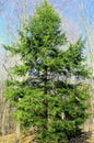 Eastern Hemlock 36693