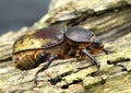 Eastern Hercules Beetle Royalty Free Stock Photo