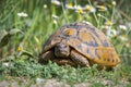 Eastern Hermann`s tortoise. Testudo hermanni boettgeri