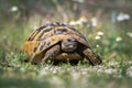 Eastern Hermann`s tortoise. Testudo hermanni boettgeri