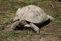 Eastern Hermann's tortoise (Testudo hermanni boettgeri). Royalty Free Stock Photo