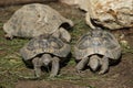 Eastern Hermann's tortoise (Testudo hermanni boettgeri). Royalty Free Stock Photo