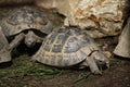 Eastern Hermann's tortoise (Testudo hermanni boettgeri). Royalty Free Stock Photo