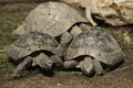 Eastern Hermann's tortoise (Testudo hermanni boettgeri). Royalty Free Stock Photo