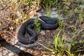 Eastern Hognose black snake `Heterodon Platirhinos` Royalty Free Stock Photo