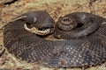 Eastern Hognose Snake Royalty Free Stock Photo