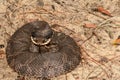 Eastern Hognose Snake Royalty Free Stock Photo
