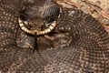 Eastern Hognose Snake