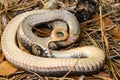 Eastern Hognose Snake playing dead - Heterodon platirhinos Royalty Free Stock Photo