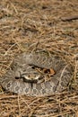Eastern Hognose Snake (Heterodon platirhinos) Royalty Free Stock Photo