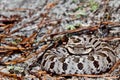 Eastern Hognose Snake Royalty Free Stock Photo