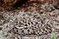 Eastern Hognose Snake Royalty Free Stock Photo