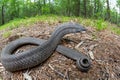 Eastern hognose snake hooding from Massachusetts Royalty Free Stock Photo