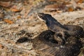Eastern Hognose Snake showing it`s Hood - Heterodon platirhinos Royalty Free Stock Photo