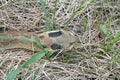 Eastern Hognose Snake Sliding Through Grass