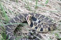 Eastern Hognose Snake Strike