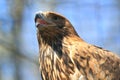 Eastern imperial eagle