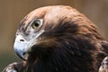 Eastern imperial eagle