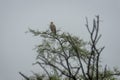 Eastern imperial eagle or aquila heliaca bird perched hhigh on tree during winter migration at keoladeo national park or bharatpur Royalty Free Stock Photo