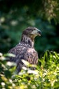 Eastern imperial eagle Royalty Free Stock Photo