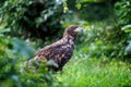 Eastern imperial eagle Royalty Free Stock Photo