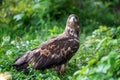 Eastern imperial eagle Royalty Free Stock Photo