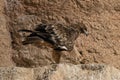 An Eastern Imperial Eagle in Israel Royalty Free Stock Photo